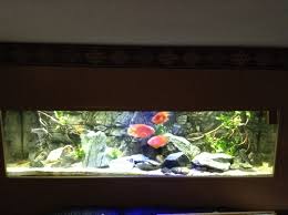 What About Wall Mounted Fish Tanks