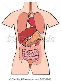 Picture Of Picture Of Internal Organs