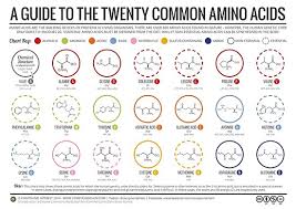 20 Amino Acids Poster By Compound Interest