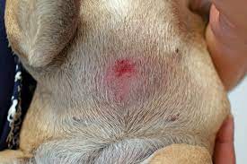 dog belly rash here s how to soothe it