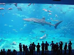 10 Largest Aquariums In The World With