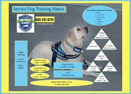 While we understand that things do our beginner puppy agility class is designed to build the proper foundation for your puppy to interact. Service Dog Training Program Az Dog Sports Train Your Own Dog