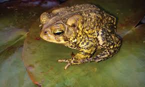 Toads Your Pond S Defense Pond Trade
