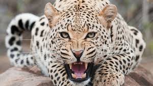 Image result for a leopard!