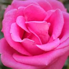 amazing pink colour rose flower in my