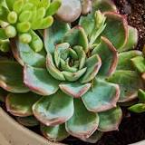 What are mini succulents called?
