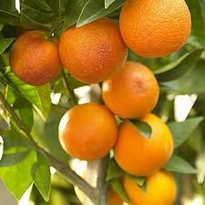 Buy Orange Citrus स तर Plant