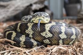 carpet python care sheet welcome to