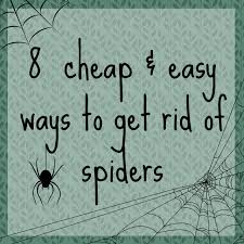 keep spiders away