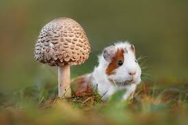 Do not assume that it is safe for humans to eat the same species that animals consume without any apparent ill effects. Can Guinea Pigs Eat Mushrooms What You Need To Know Pet Keen