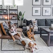 dog rugs the best rugs for man s best