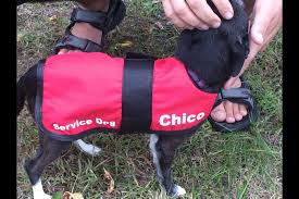 All cats and dogs, chico, california. Chihuahua As Service Dog Getting No Respect Sudbury Com
