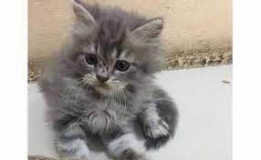 Mungkin ada dari kamu yang ingin memelihara kucing anggora dirumah, berikut ini adalah list harga kucing anggora dan juga jenis beserta cirinya. Jenis Kucing Persia Flatnose Harga Dan Cara Merawat Kucingklik Com