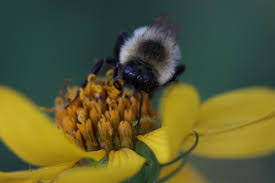 Choose flowers that feed bees during nectar shortages. The Truth About Bees Canadian Geographic