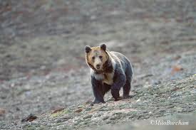 Image result for tibetan blue bear