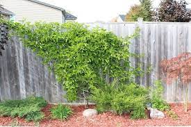 38 Best Plants To Cover A Fence Wall