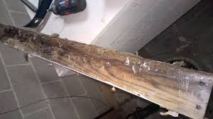 One of the biggest causes of mold in the basement is flooding. Fungus Mold On Basements Floor Joists The Mold Hound