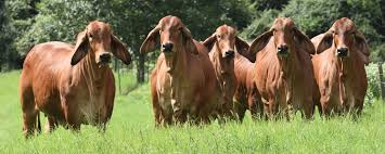 See more ideas about cattle, brahman, beef cattle. Brahman