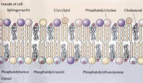 cell membrane from cooper hausman