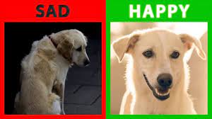 is your dog happy or sad top 10