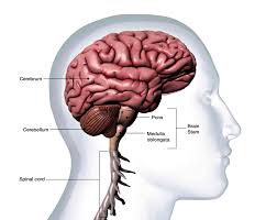 The lymphoid organs assist the lymphatic system. What Is The Cerebellum
