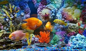 200 aquarium pictures wallpapers com