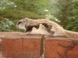 Chimney Animal Removal Prevention