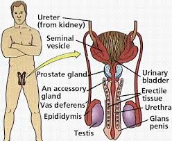 Male body structure and organs : The Reproductive System