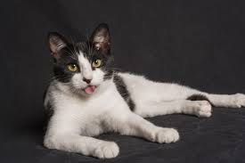 why do cats stick out their tongues 11