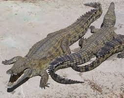 crocodile facts crocodylus