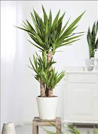 Vendiamo piante da arredamento per gli interni di casa e del tuo ufficio, dove la presenza di una pianta ti aiuterà a migliorare l'umore e la produttività. Piante Per Interni Quali Scegliere