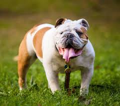 english bulldog puppies and dogs in new