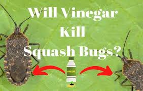 Will Vinegar Kill Squash Bugs Here Is