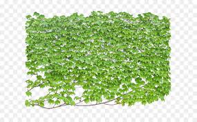 Ivy Leaf Png 942 586 Free