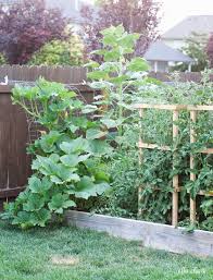 diy tomato cage sy and