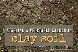 a vegetable garden in clay soil