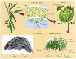 Proses fotosintesis adalah salah satu ciri dan kegiatan penting yang dilakukan oleh tumbuhan. Proses Fotosintesis Reaksi Rumus Mekanisme Faktor