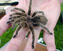 Die trichternetzspinne gehört zu den vogelspinnenartigen und ist eine der giftigsten spinnen der welt. Giftspinnen Wikipedia