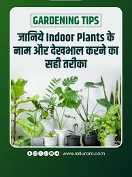 Gardening Tips ज न य Indoor Plants