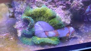 my mini maxi carpet anemone ate my fish