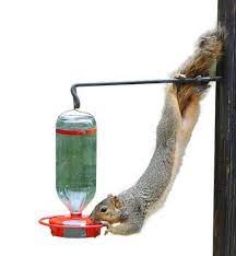 how to get rid of squirrels squirrel