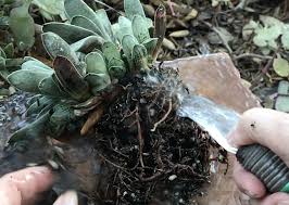 ants in your succulents what to do