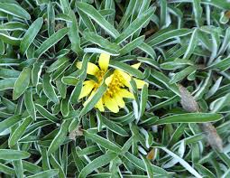 the ground cover you can step on it