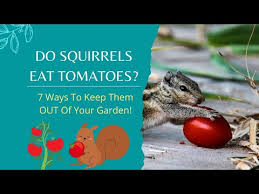 do squirrels eat tomatoes 7 ways to