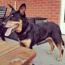 The father is a registered doberman who has won best in the mother is a registered german shepherd. Doberman Cross Breed With German Shepherd Off 76 Www Usushimd Com