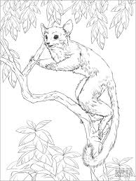 Coloring for girls and boys. Realistic Lemur Coloring Pages Coloringbay