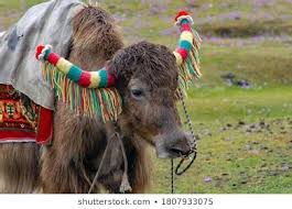 Here is list of pet animals name in hindi for kids. Sikkim Animals Name In Hindi 10 Endangered Animals In India That You Should See Before Being A Herbivore Animal Yak Feeds On Wild Flowers And Various Shrubs In The