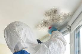 home mold removal carpet cleaning