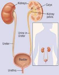 kidney cancer guide causes symptoms