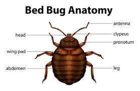 can bed bugs live in the winter